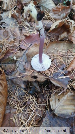 Mycena pura