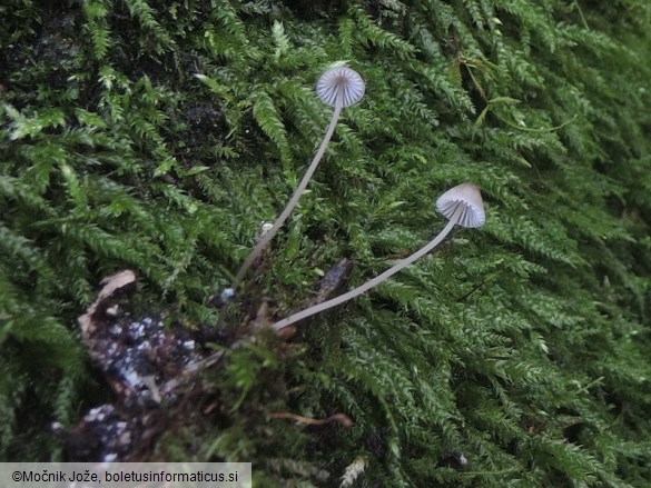 Mycena erubescens