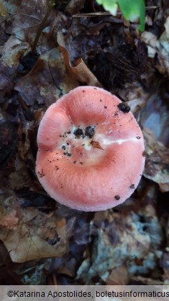 Russula rosea