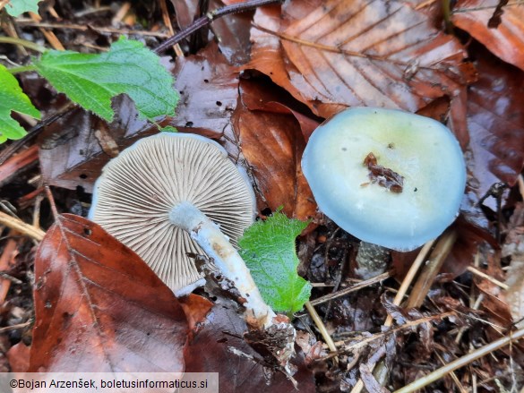 Stropharia aeruginosa