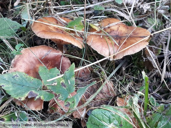 Armillaria ostoyae