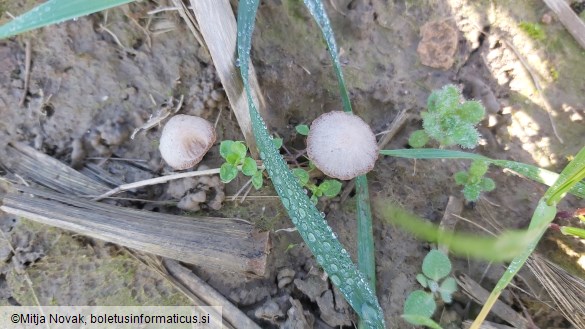 Psathyrella panaeoloides