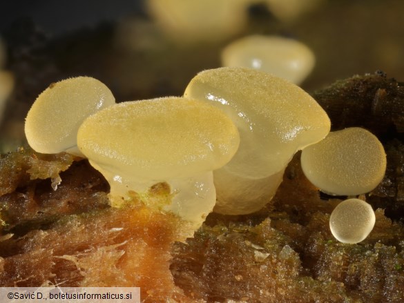 Dacrymyces capitatus