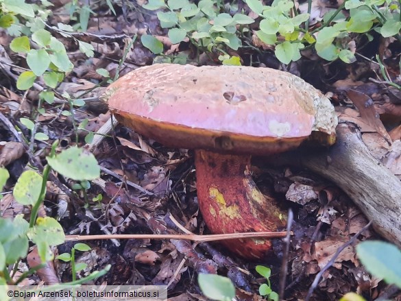 Rubroboletus rhodoxanthus