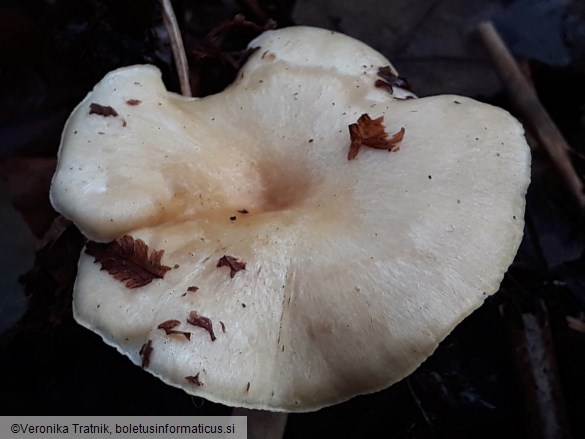 Lentinus brumalis