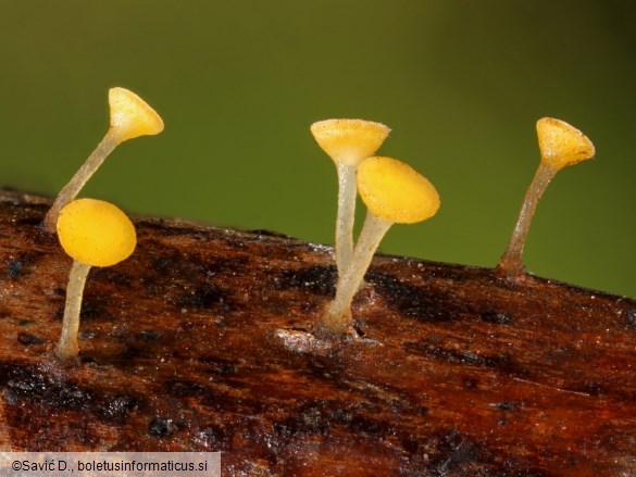 Hymenoscyphus reynoutriae