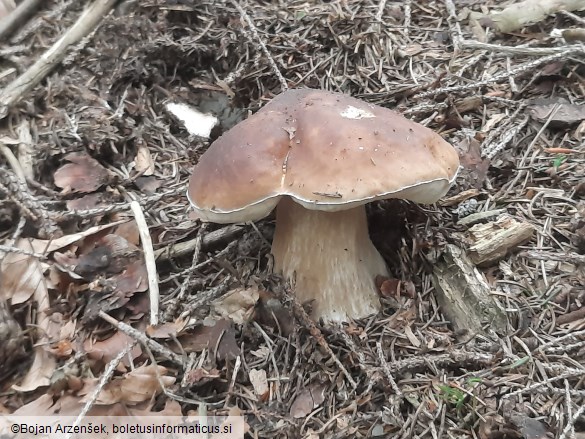 Boletus edulis