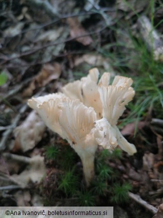 Clitocybe gibba