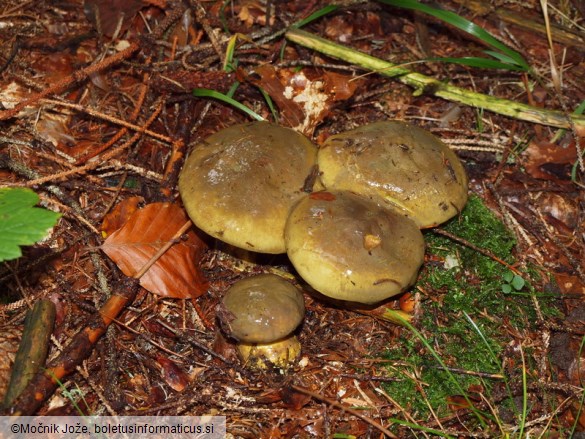 Cortinarius atrovirens