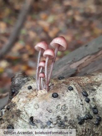 Mycena haematopus