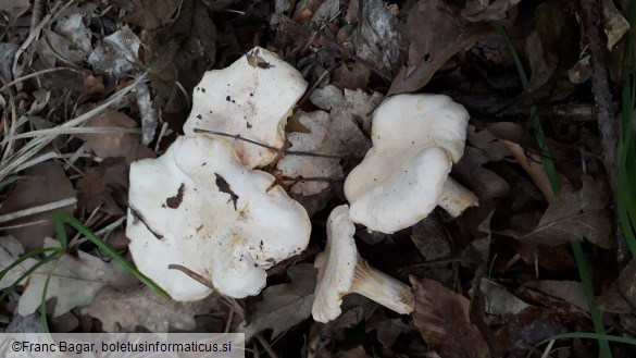 Cantharellus cibarius var. albus