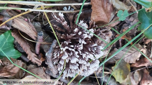 Thelephora anthocephala