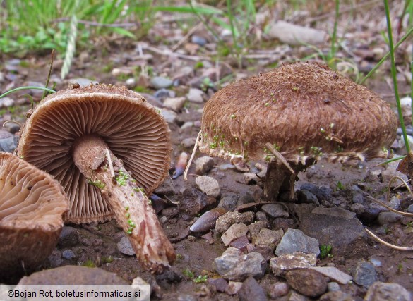 Inocybe lacera