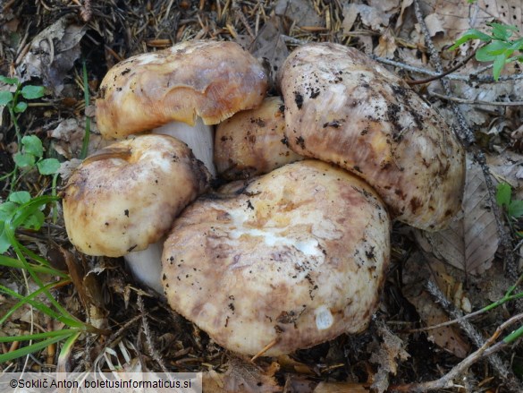 Russula illota