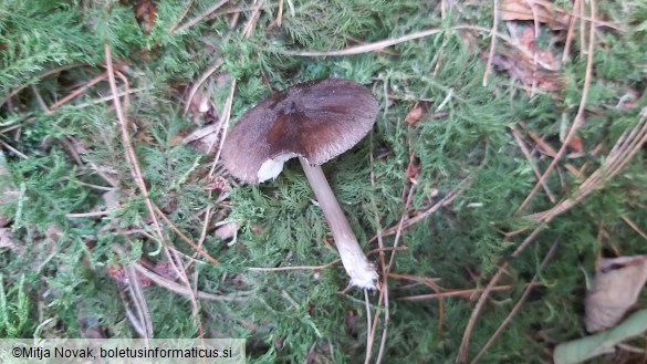 Pluteus umbrosus