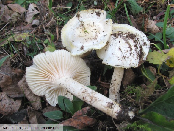 Hygrophorus chrysodon