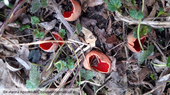 Sarcoscypha coccinea