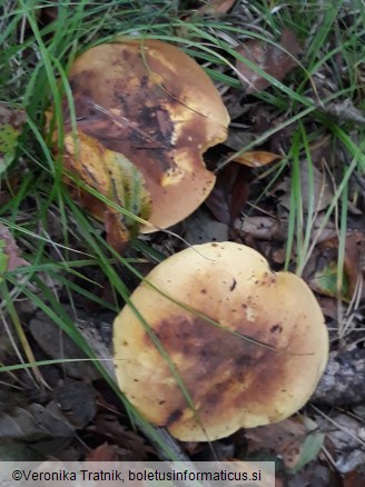 Neoboletus xanthopus