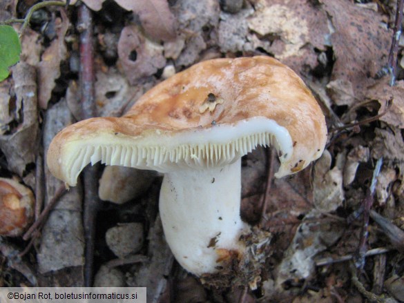 Lactarius chrysorrheus