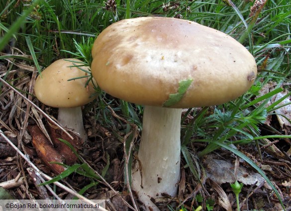 Melanoleuca subalpina