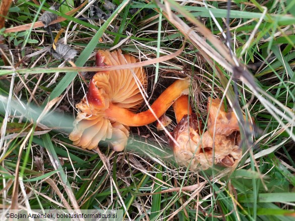 Hygrocybe punicea