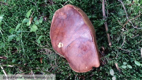 Boletus badius