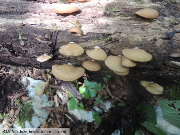 Crepidotus applanatus