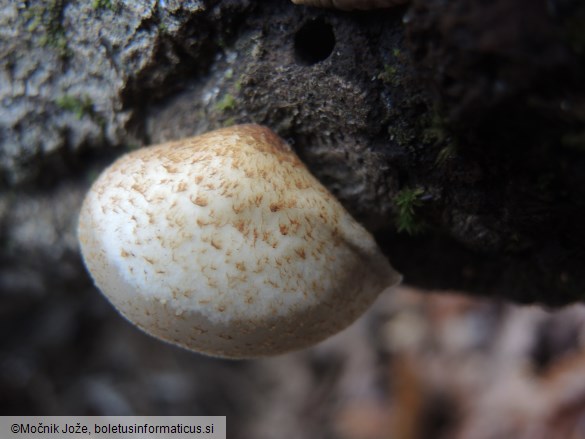 Crepidotus mollis