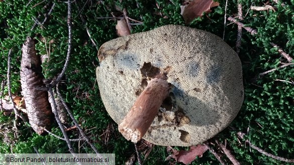 Boletus badius