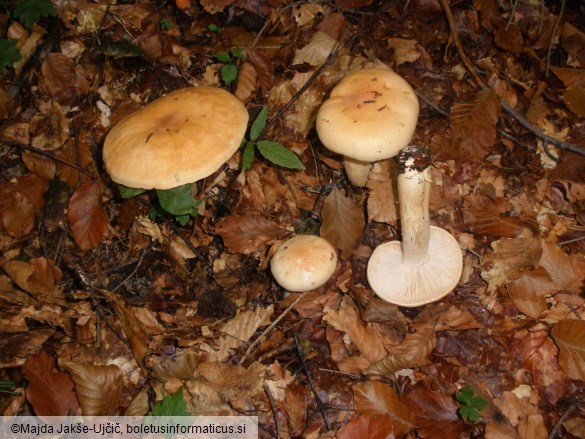 Hygrophorus pudorinus