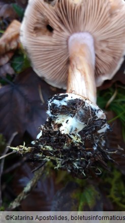 Cortinarius