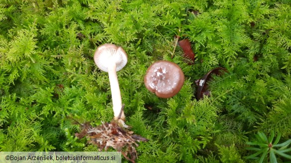 Clitocybe radicellata