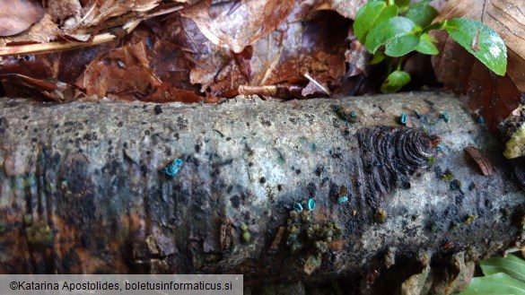 Chlorociboria aeruginascens