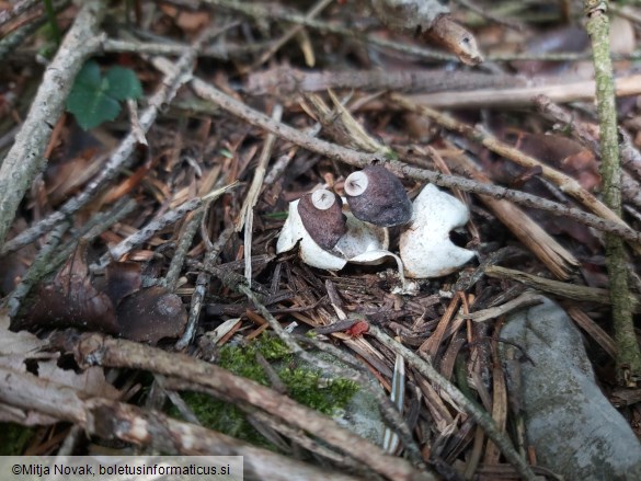 Geastrum quadrifidum