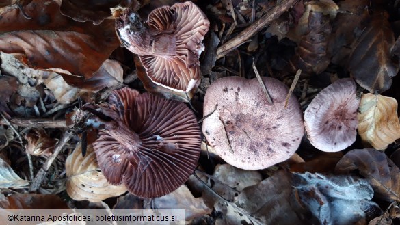 Hygrophorus capreolarius