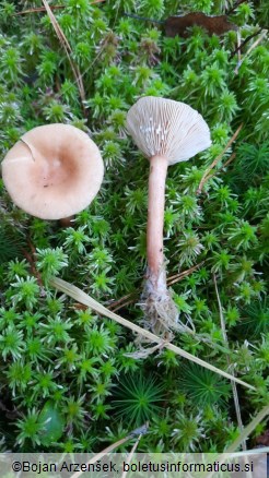 Lactarius aurantiacus