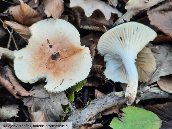 Hygrophorus nemoreus