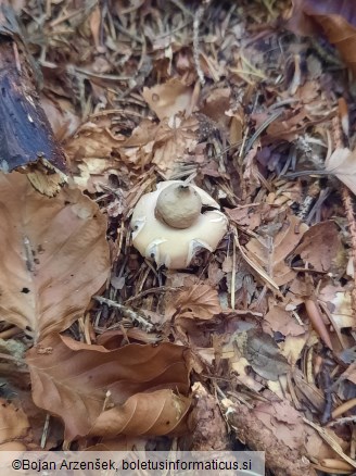 Geastrum fimbriatum