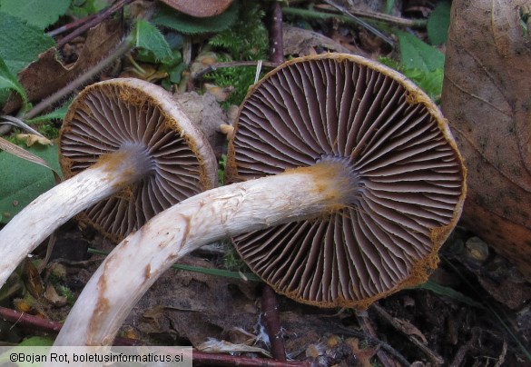 Cortinarius falsosus