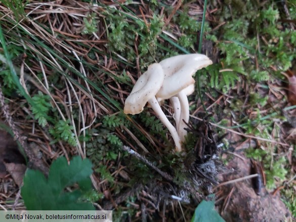 Singerocybe phaeophthalma