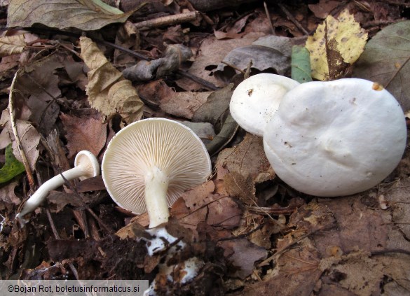 Leucocybe candicans