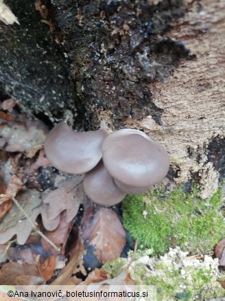 Pleurotus ostreatus