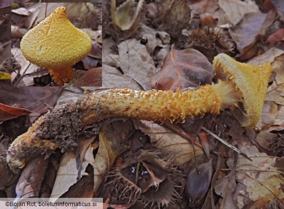 Cortinarius humicola
