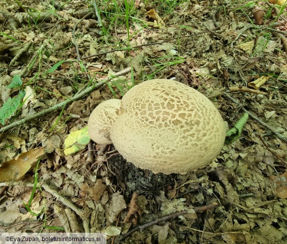 Amanita lepiotoides