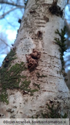 Encoelia furfuracea