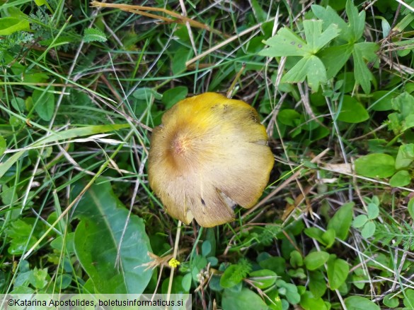 Hygrocybe conica