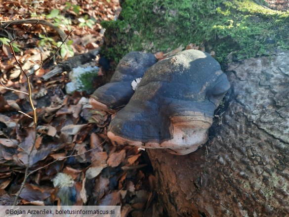 Phellinus hartigii