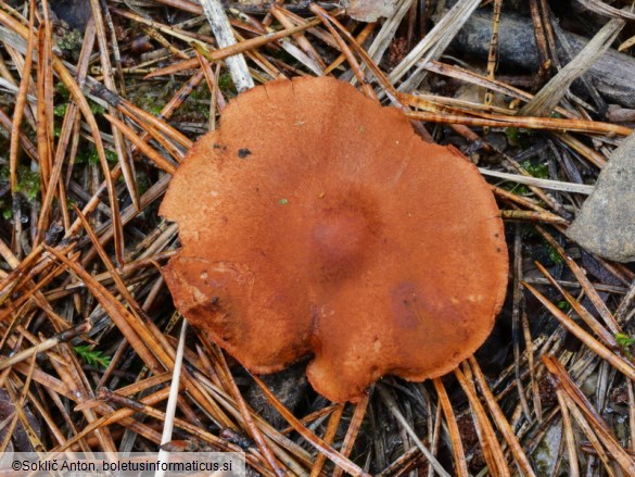 Cortinarius purpureus