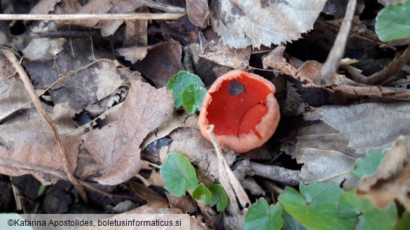 Sarcoscypha coccinea