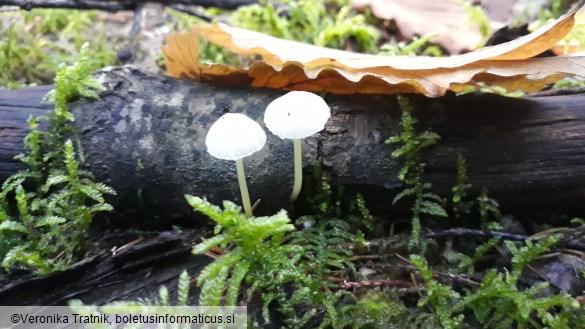 Mycena epipterygia